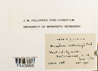 Oncophorus wahlenbergii image