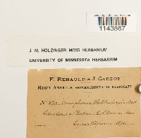 Oncophorus wahlenbergii image