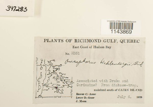 Oncophorus wahlenbergii image