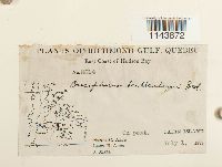 Oncophorus wahlenbergii image