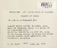 Oncophorus wahlenbergii image