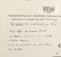 Oncophorus wahlenbergii image