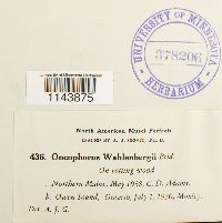 Oncophorus wahlenbergii image