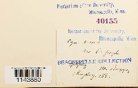 Oncophorus virens image