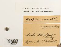 Oncophorus virens image