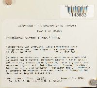 Oncophorus virens image