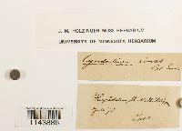 Oncophorus virens image