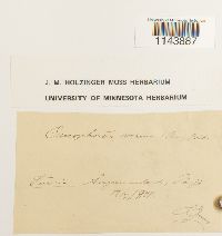 Oncophorus virens image