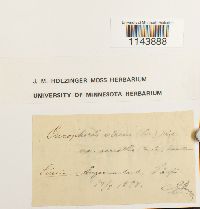 Oncophorus virens image