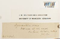 Oncophorus virens image