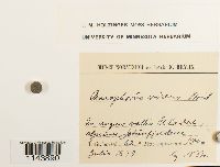 Oncophorus virens image