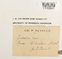 Oncophorus virens image