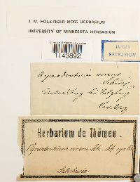 Oncophorus virens image