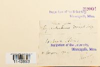 Oncophorus virens image