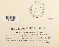 Oncophorus virens image