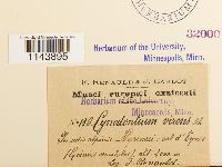 Oncophorus virens image