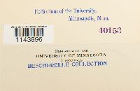 Oncophorus virens image