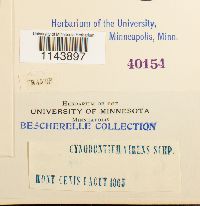 Oncophorus virens image