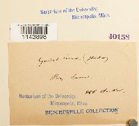 Oncophorus virens image