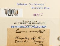 Oncophorus virens image