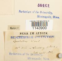 Oncophorus virens image