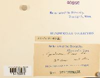 Oncophorus virens image