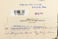 Oncophorus virens image