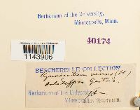 Oncophorus virens image