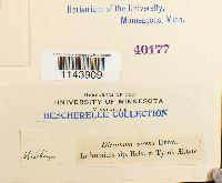 Oncophorus virens image