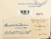 Oncophorus virens image