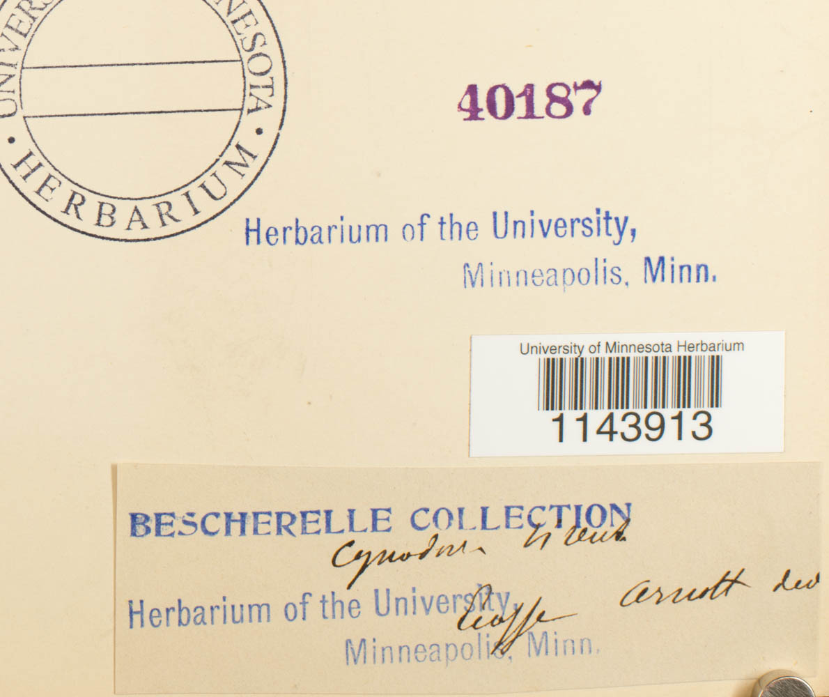 Oncophorus virens image