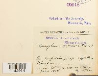 Oncophorus virens image