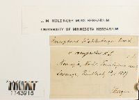 Oncophorus wahlenbergii image