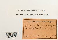 Oncophorus wahlenbergii image