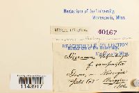 Oncophorus wahlenbergii image