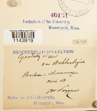 Oncophorus wahlenbergii image