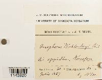 Oncophorus wahlenbergii image