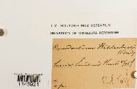 Oncophorus wahlenbergii image