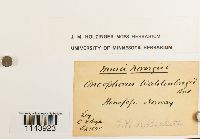 Oncophorus wahlenbergii image