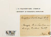 Oncophorus wahlenbergii image