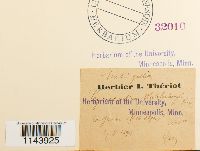 Oncophorus wahlenbergii image