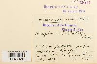 Oncophorus wahlenbergii image