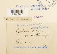 Oncophorus wahlenbergii image