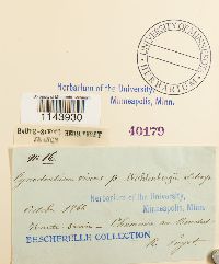 Oncophorus wahlenbergii image