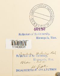 Oncophorus wahlenbergii image