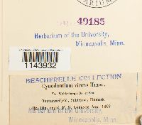 Oncophorus wahlenbergii image