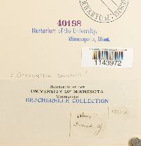 Oreoweisia bruntonii image