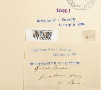 Oreoweisia bruntonii image