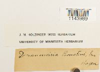 Oreoweisia bruntonii image