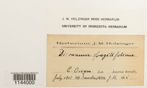 Dicranum fragilifolium image